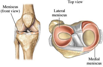 Meniscus in the knee
